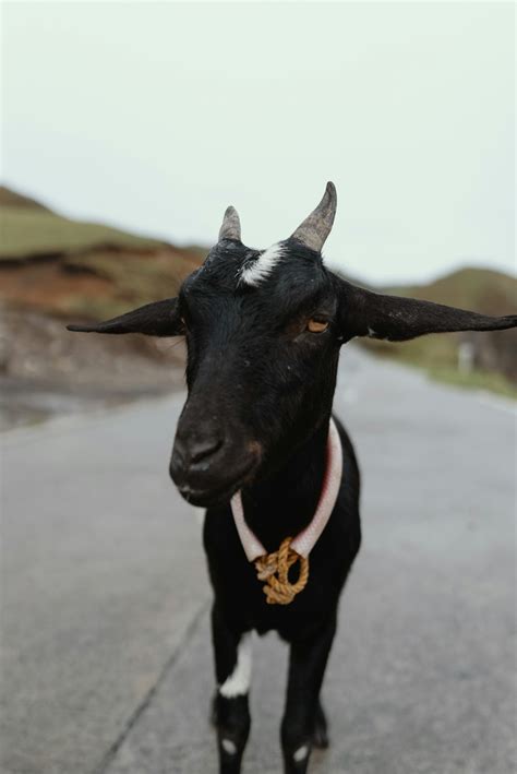 black goat pic